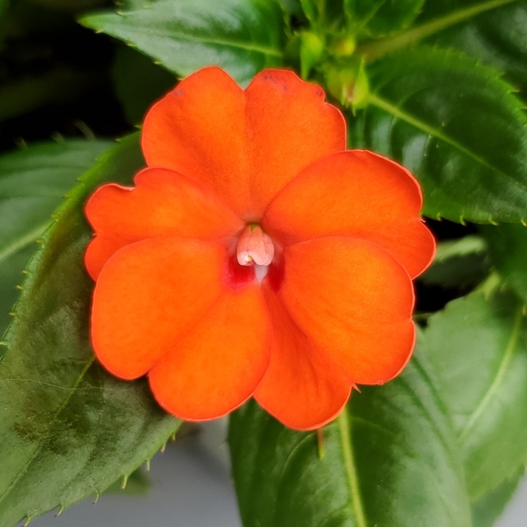 Meet your Posher, Rachael - Picture 2 of 4